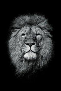 King of the jungle B&W