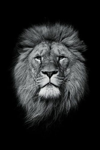 Black and White Lion - Timeless Strength and Mystery