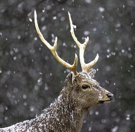 Hirsch von Hans-Bernd Lichtblau