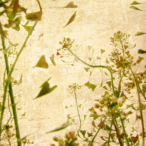 fools garden