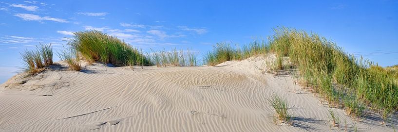 Coast with shifting dunes on wadden island Texel. by eric van der eijk