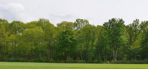 forest edge in the sun in the Reestdal