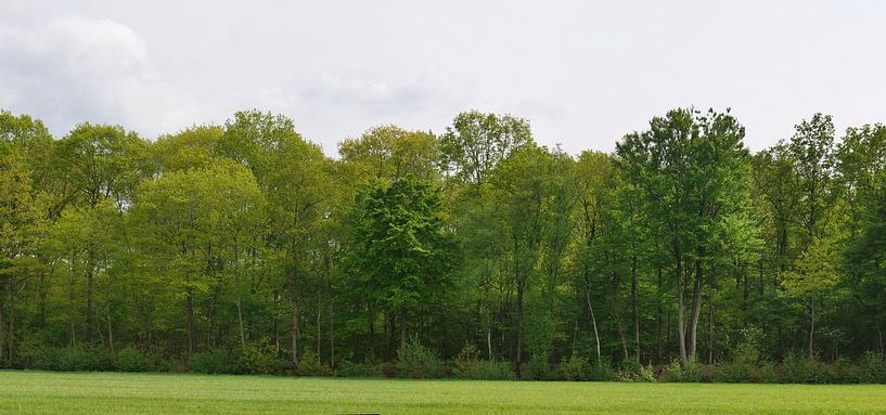 bosrand in de zon in het Reestdal van Wim vd Neut