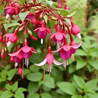 Reden voor Fuchsia
