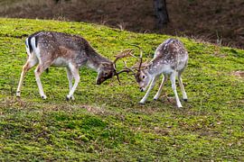 Damhirsch AWD von Merijn Loch