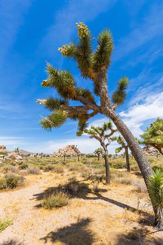 Joshua Trees, California by Melanie Viola