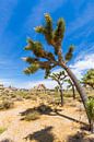 Joshua Trees, Kalifornien von Melanie Viola Miniaturansicht