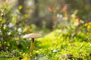 Macro fotografie paddestoel in herfstbos van Marloes van Pareren
