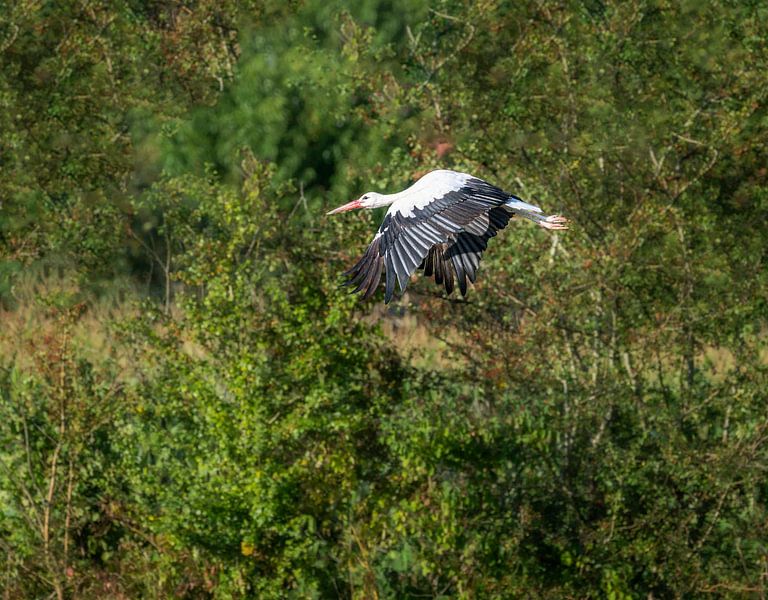 Flying White Stork by ManfredFotos