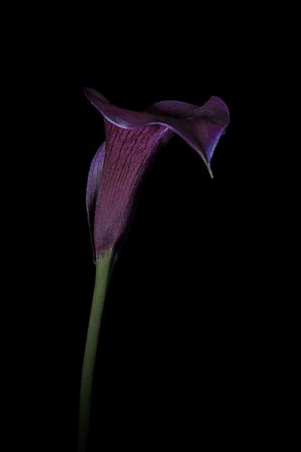 Das verborgene Leben einer Aronstab-Kalotte