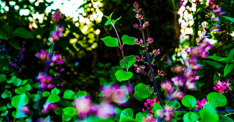 Roze paarse bloemen by Jane Changart