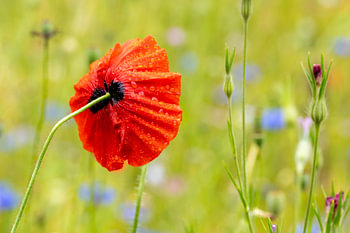 Mohn mit Tröpfchen