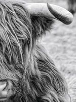 Highlander écossais