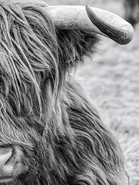 Scottish Highlander by Robbin Metz