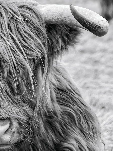 Highlander écossais par Robbin Metz