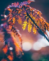 Colourful red-orange autumn fern