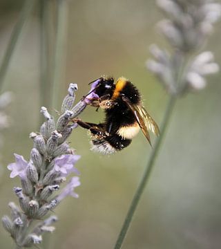 Bumblebee on lavender by Bianca Wisseloo