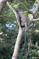 Affe in Südafrika