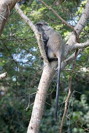 Monkey in South Africa by Kim de Groot