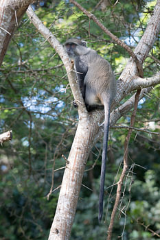 Affe in Südafrika