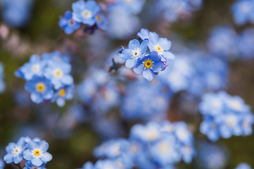 Forget me not flowers by Blond Beeld