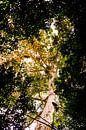 De bomen van Minca van Teuntje Fleur thumbnail