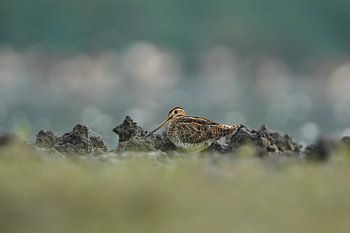 Bekassine in Ruhe