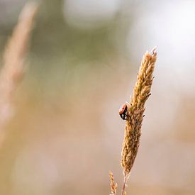 Ladybug descends by Winanda Winters