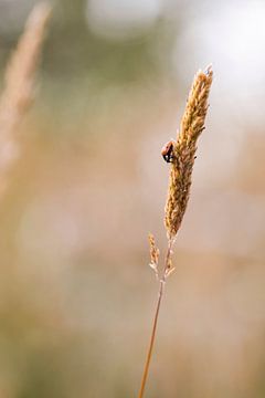 Ladybug descends by Winanda Winters