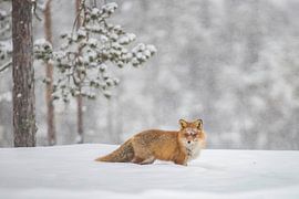 Un renard dans la neige
