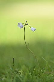 Whitflower sur Mark Bos