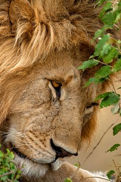 slaperige leeuw van Peter Michel