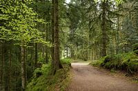 Walk Gerardmer, Vosges