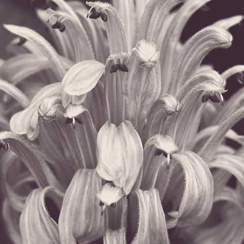 Rote Blume in einem botanischen Garten.