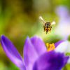Une abeille en train de se poser sur une fleur de crocus violette sur ManfredFotos