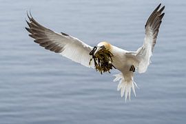 Jan van Gent by Rando Kromkamp Natuurfotograaf