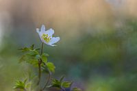 Wood anemone on a beautiful spring evening