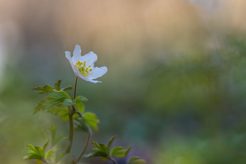Bosanemoontje op een mooie lente avond van John van de Gazelle fotografie