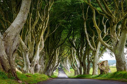 Dark Hedges in Ireland