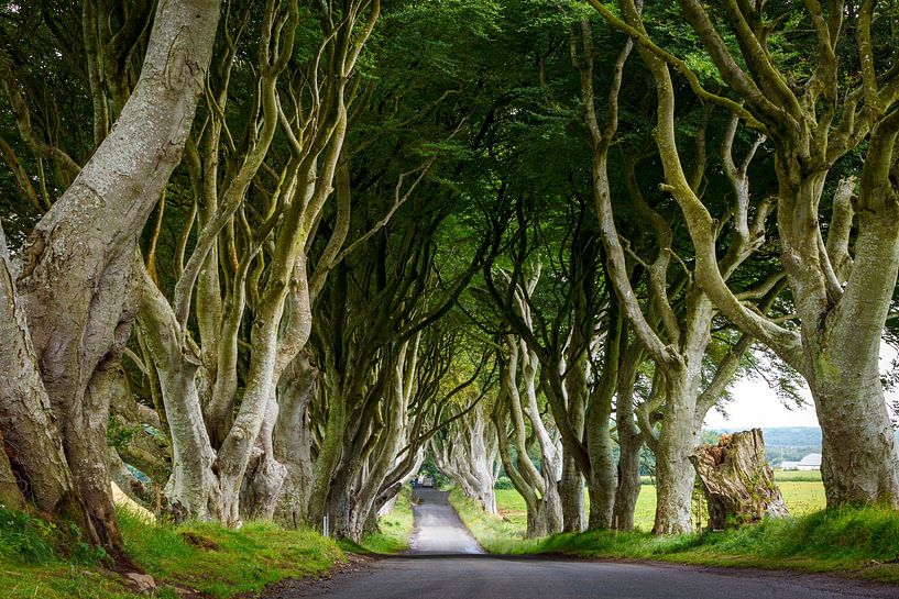 Donkere heggen in Ierland van Roland Brack