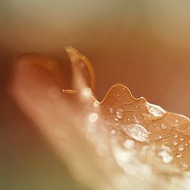 Farben des Herbstes von Monique Laats-Wind