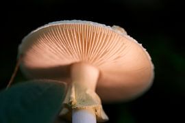 wild mushroom  by Emanuel Luyten