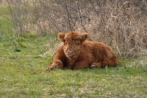 Scottish Highlander calf