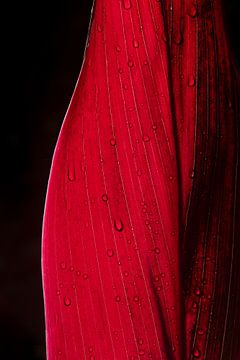 Close-up rood blad met dauwdruppels van Ellis Peeters