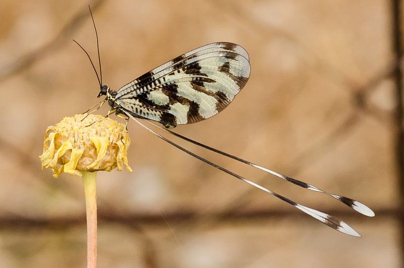  Griekse wimpelstaart by Sjoerd van Luit