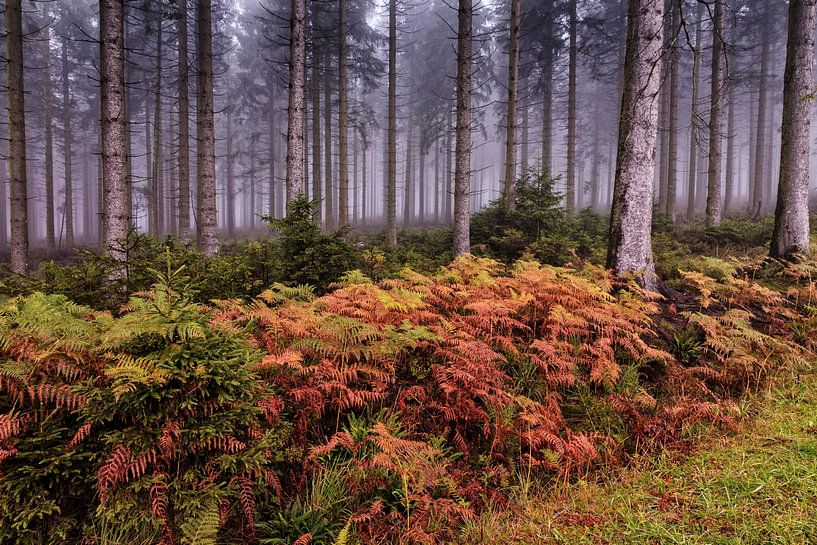 Ferns by Rob Boon