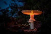 Leuchtender Pilz