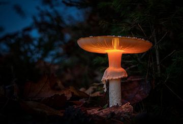 Leuchtender Pilz von Durk-jan Veenstra