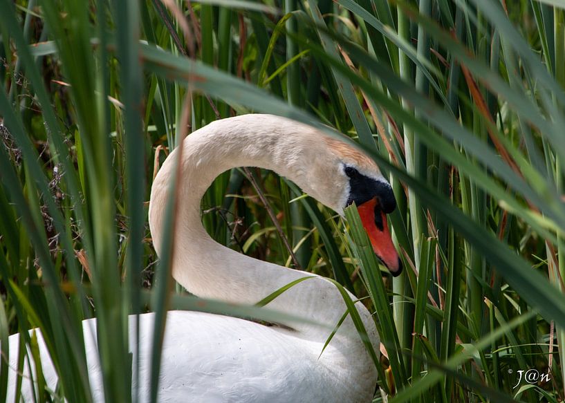 Cygne dans l&#039;herbe par Jan Mulder