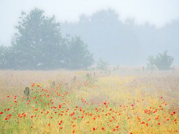Field of poppies on a beautiful misty morning at the Kampna. by Jos Pannekoek